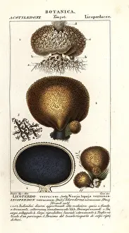 Scienze: Earth balls, Scleroderma verrucosum