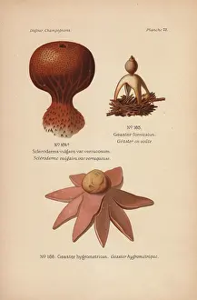 Dufour: Earthball, Scleroderma vulgare var verrucosum