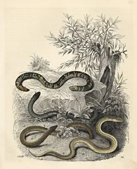 Herpetology: Earthworm blind snake, slow worm, Cape legless