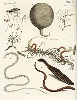 Gigas: Earthworm, leech, polypes and tapeworms