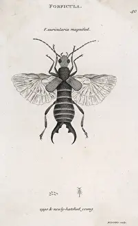 Hatched: Earwig
