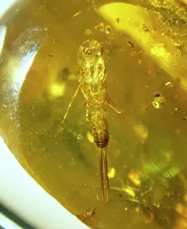 Earwig: Earwig skin in Baltic amber