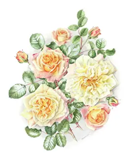 Rambler: Easlea's Golden Rambler - yellow Roses