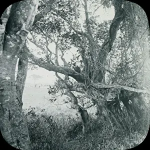Sparse: East Africa - Wild Fig Tree