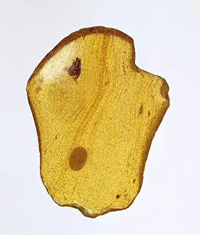 Oxidised: East African copal