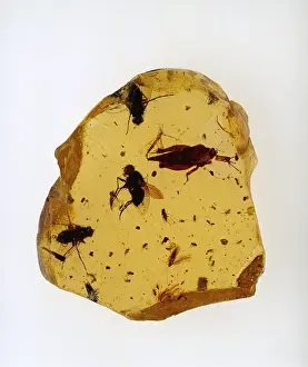 Copal: East African copal