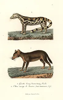 Alpinus: East Indian linsang and dhole (endangered)