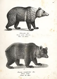 Collaris: East Siberian brown bear and brown bear