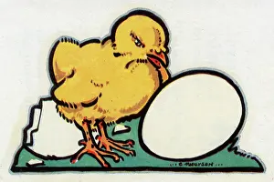 Chicks: Easter Card design, chick hatched from an egg