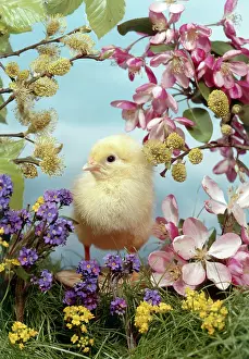 Daglish: Easter Chick with blossom, pussy willow etc