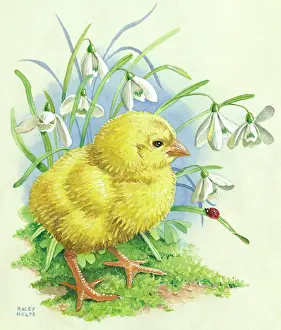 Racey: Easter Chick - with snowdrops and a ladybird