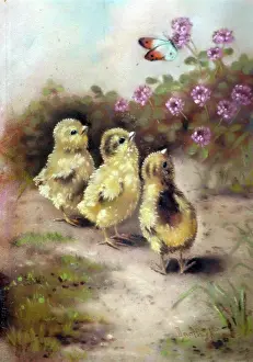 Keene: Easter chicks with butterfly
