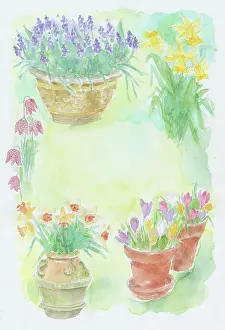 Bernice: Easter Flower Pots - with daffodils and crocuses etc