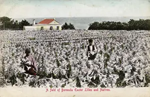 Bermudan: Easter Lily Field in Bloom, Bermuda