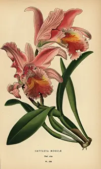 Epiphyte: Easter orchid, Cattleya mossiae