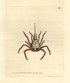 Elford: Eastern Atlantic arrow crab, Stenorhynchus lanceolatus
