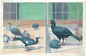 Aviary: The Eastern Aviary at London Zoo