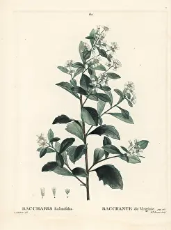 Myrtle: Eastern baccharis, Baccharis halimifolia