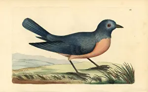 Nodders: Eastern bluebird, Sialis sialis