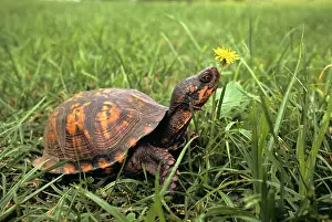 Eastern Box Turtle Terrapene Carolina About To