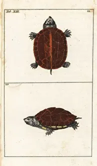 Terrapene: Eastern box turtle, Terrapene carolina carolina
