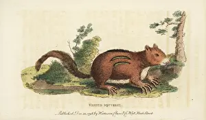 Striatus: Eastern chipmunk, Tamias striatus