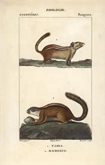 Striatus: Eastern chipmunk, Tamias striatus, and tree
