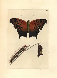Comma: Eastern comma butterfly, Polygonia comma