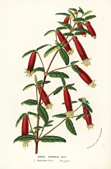 Cardinalis: Eastern correa, Correa reflexa var. cardinalis