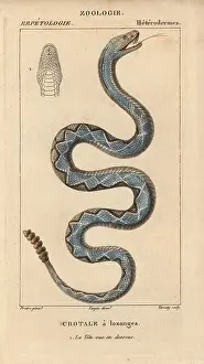 Rattlesnake: Eastern diamondback rattlesnake, Crotalus adamanteus