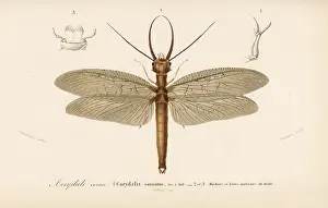 Cornutus: Eastern dobsonfly, Corydalus cornutus