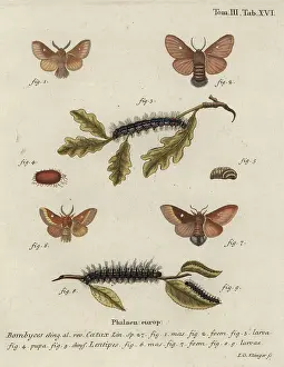 Klinger: Eastern eggar, Eriogaster catax