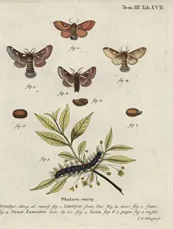 Klinger: Eastern eggar and small eggar moths