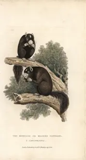 Muzzled: Eastern fox squirre, Sciurus niger