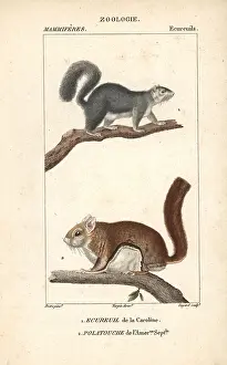 Guyard: Eastern gray squirrel, Sciurus carolinensis
