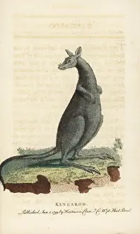 Macropus: Eastern grey kangaroo, Macropus giganteus