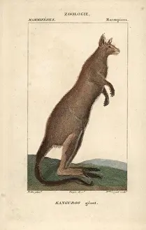 Giganteus: Eastern grey kangaroo, Macropus giganteus