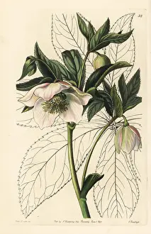 Orientalis: Eastern hellebore, Helleborus orientalis