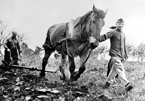 Plowing: On the Eastern Front horses of the Armed Forces are