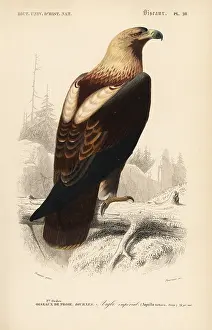 Travies: Eastern imperial eagle, Aquila heliaca. Vulnerable