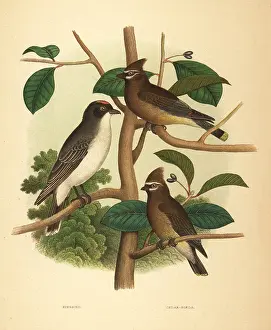 Vireo: Eastern kingbird and cedar waxwing