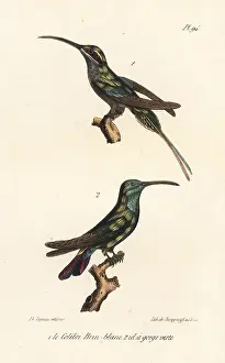 Phaethornis: Eastern longtailed hermit and grey-breasted sabrewing