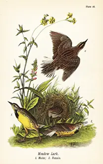 Oriole: Eastern meadowlark, Sturnella magna
