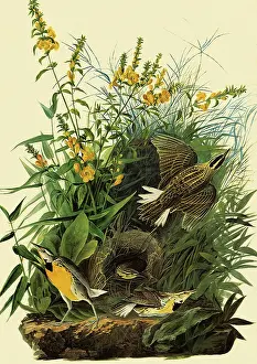 Surround: Eastern Meadowlarks