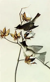 Phoebe: Eastern Phoebe, Sayornis phoebe