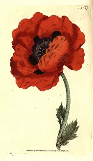 Orientale: Eastern poppy, Papaver orientale