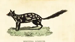 New South Wales: Eastern quoll, Dasyurus viverrinus