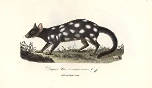 Complements: Eastern quoll, Dasyurus viverrinus