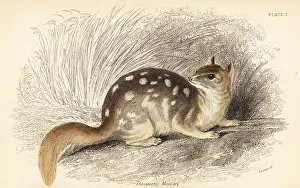Volume Xi: Eastern quoll, Dasyurus viverrinus. Endangered