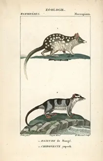 Minimus: Eastern quoll, Dasyurus viverrinus, and water